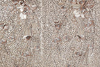 a close-up view of a fabric with a floral pattern, including various types of flowers and leaves. The fabric appears to be made of a shiny, sequined material, giving it a decorative and elegant appearance.