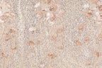 a close-up view of a fabric with a floral pattern, including various shades of pink and beige flowers and leaves. The fabric appears to be made of a shiny, glittery material, giving it a sparkling and elegant appearance.