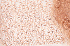 a close-up view of a fabric with a repeating pattern of brown and beige leaves and branches, creating a textured and visually appealing design.