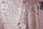 The image is a close-up of a fabric with a floral pattern, featuring small purple flowers and sequins. The fabric appears to be a light pink color, with a textured and shiny appearance.