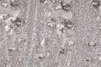 The image is a close-up of a fabric with a repeating pattern of small, intricate designs in shades of gray and white. The designs include various shapes and patterns, such as flowers, leaves, and other organic forms, creating a visually striking and detailed appearance.